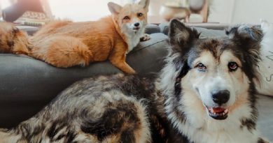 Rescue Dog Befriends Fox And They Become As Close As Brothers (VIDEO)