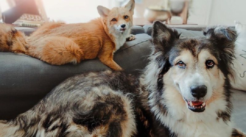 Rescue Dog Befriends Fox And They Become As Close As Brothers (VIDEO)