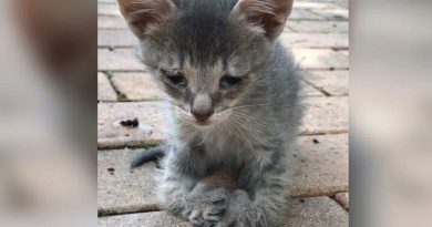 Sad Kitten With Special Paws