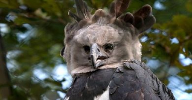 american harpy eagle