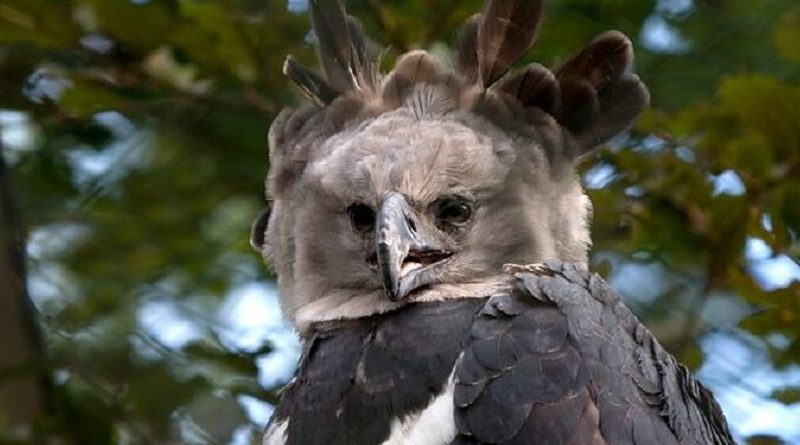 american harpy eagle