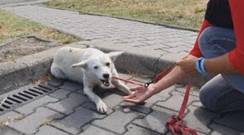 Homeless Dog Keeps Following People