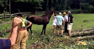 Horse Pinned