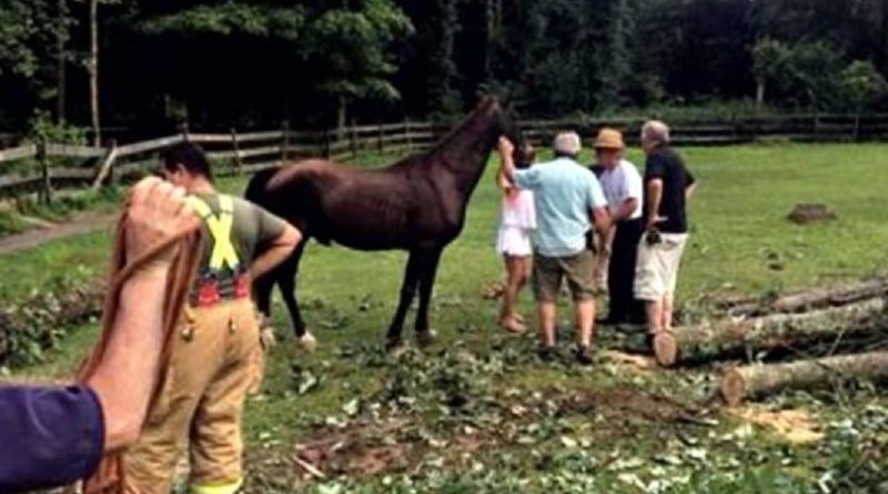 Horse Pinned