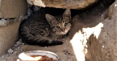 Kitten With Injured Legs