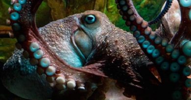 Octopus Escapes Aquarium