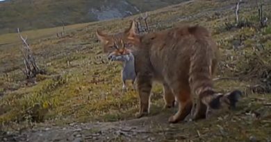 Adorable Chinese Mountain Cats