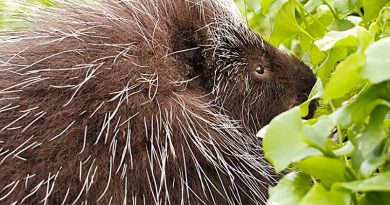 Adorable Porcupine Will Give