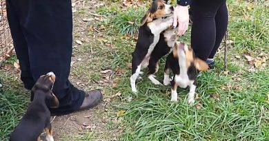 Adorable Tricolor Beagle Puppies
