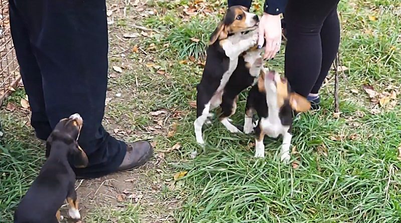 Adorable Tricolor Beagle Puppies