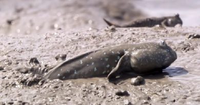 Amazing Mudskipper