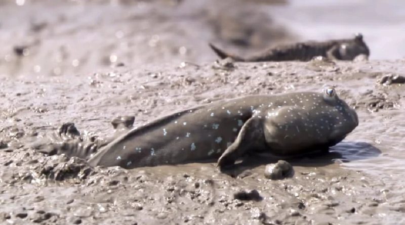 Amazing Mudskipper