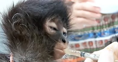 Baby Monkey Survives