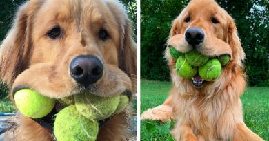 Ball-obsessed golden retriever can fit a record six tennis balls in his