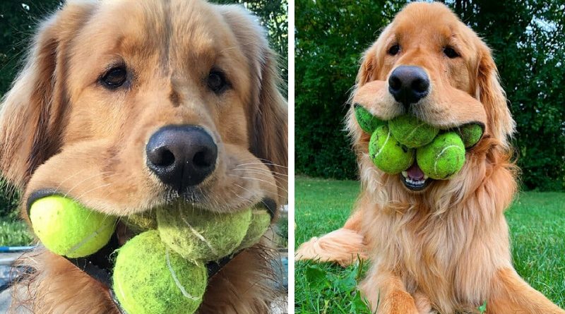 Ball-obsessed golden retriever can fit a record six tennis balls in his