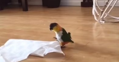 Caique Parrot Loves to Hop