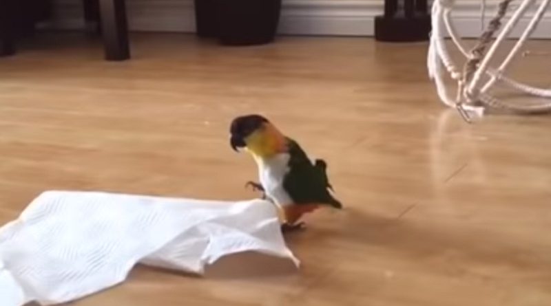 Caique Parrot Loves to Hop