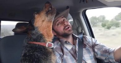 Country Music-Loving Dog Has One Favorite Song