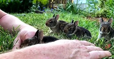 cute baby bunnies