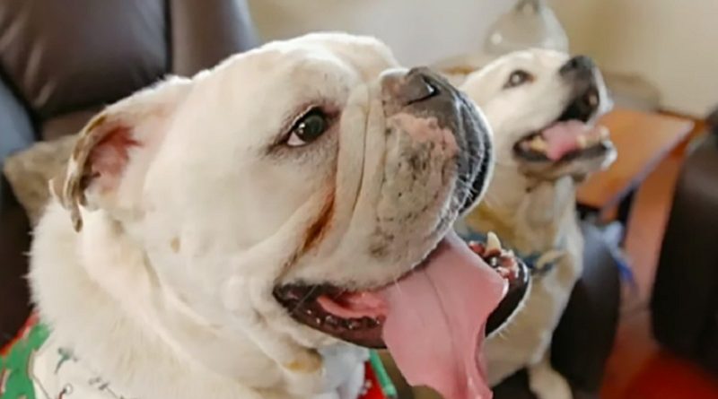 Deaf Rescue Bulldog