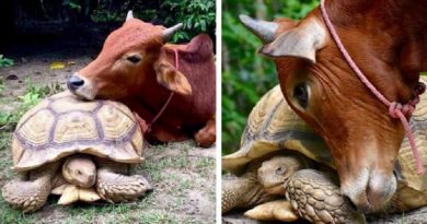 Disabled Cow And Giant Tortoise