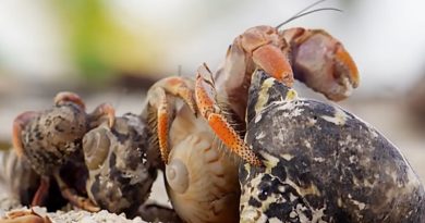 Family of Hermit Crabs