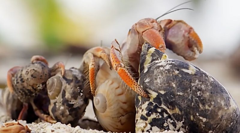 Family of Hermit Crabs