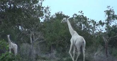 Ghostly white giraffe