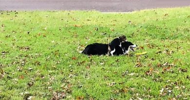 Mischievous Beagle Puppy Plays