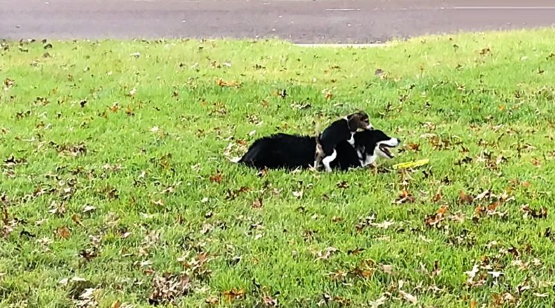 Mischievous Beagle Puppy Plays