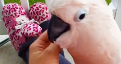 Moluccan Cockatoo