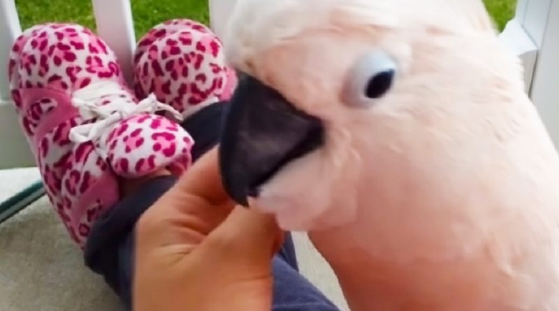 Moluccan Cockatoo