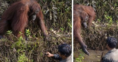 Orangutan reaches out hand