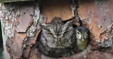 Owl Takes Care Of A Baby Duckling Until It Hatched