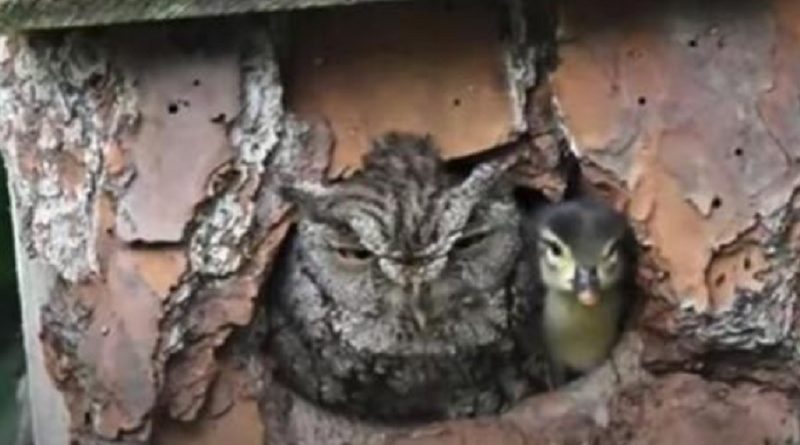 Owl Takes Care Of A Baby Duckling Until It Hatched