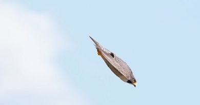 Peregrine Falcons