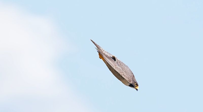 Peregrine Falcons