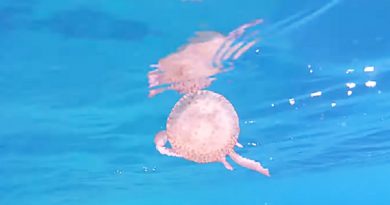 Playful Jellyfish Goes for A Wild Ride