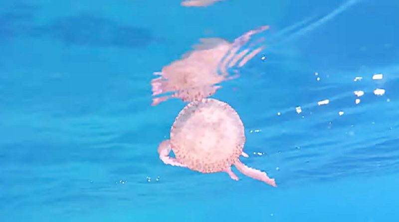 Playful Jellyfish Goes for A Wild Ride