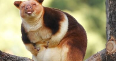 Rare Tree Kangaroo