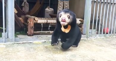 Rescued Bear Cub Energetically