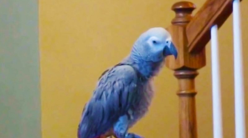 Silly-Parrot-