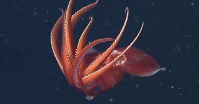 Some-Deep-Sea-Squid