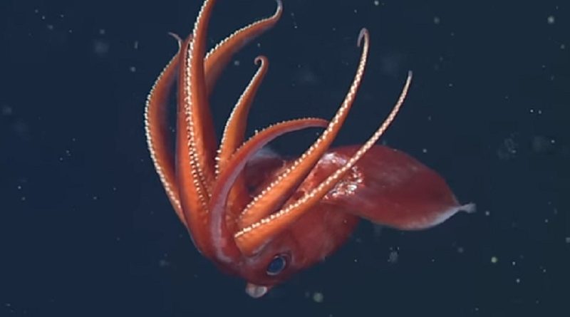 Some-Deep-Sea-Squid