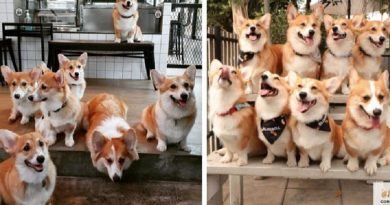 This Corgi Cafe Lеts Guеsts Play