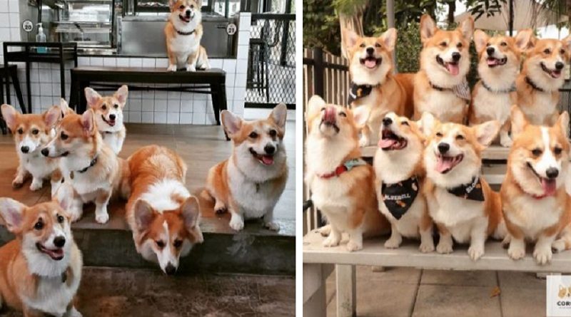 This Corgi Cafe Lеts Guеsts Play