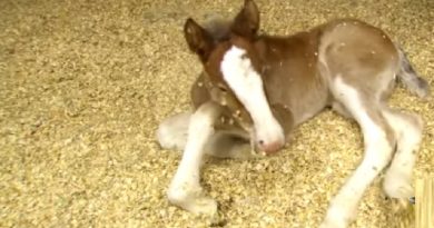 This newborn foal looks ordinary