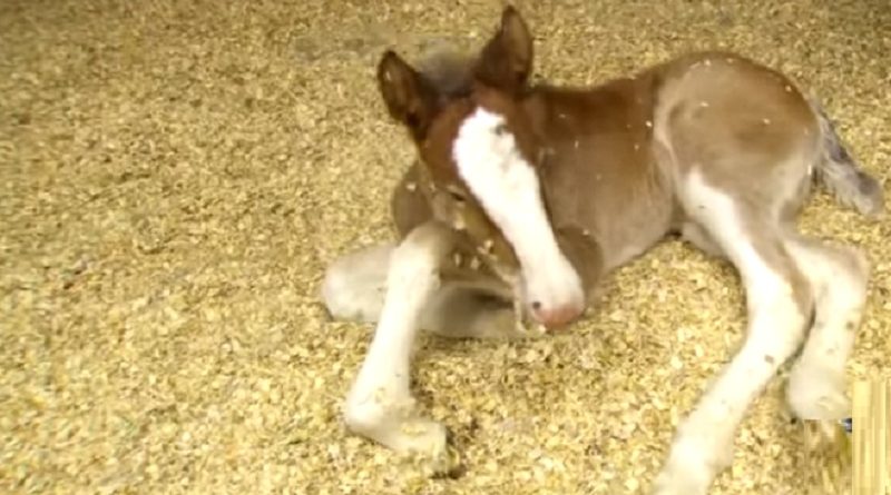 This newborn foal looks ordinary