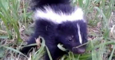 baby skunk