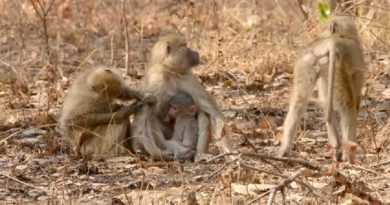 Valley Of The Golden Baboons Monkey